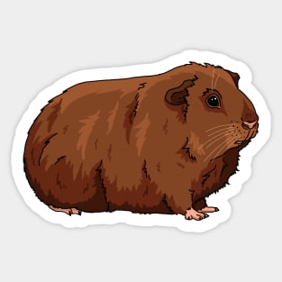 Red brown Guinea piggy Sticker